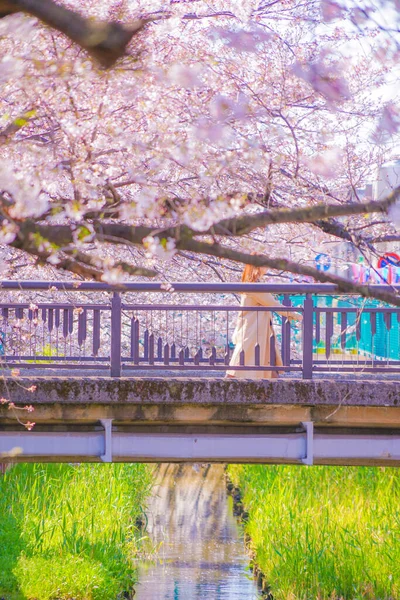 Sumiyoshi Sakura Cherry Blossoms Yoshi Shibukawa Shooting Location Kawasaki City — Stock Photo, Image