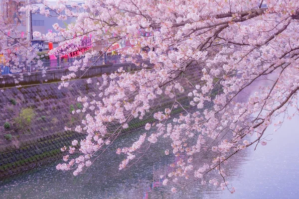 Ookawa Promenade Cherry Blossoms Shooting Location Yokohama City Kanagawa Prefecture — Stock Photo, Image