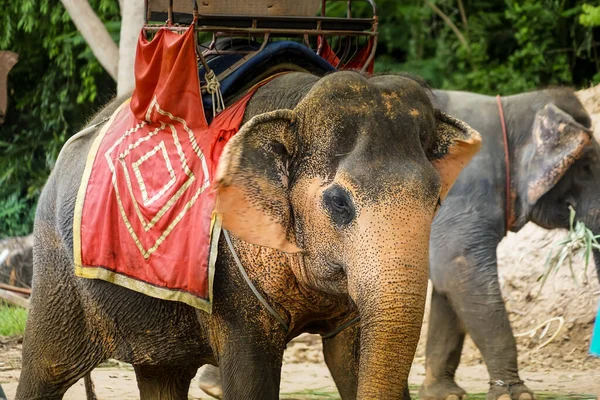 Menschen Die Elefanten Reiten Sanctuary Oob Truth Drehort Thailand Pattaya — Stockfoto