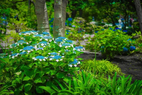 Tempio Hasega Ajisai Giugno Ubicazione Delle Riprese Kamakura City Prefettura — Foto Stock