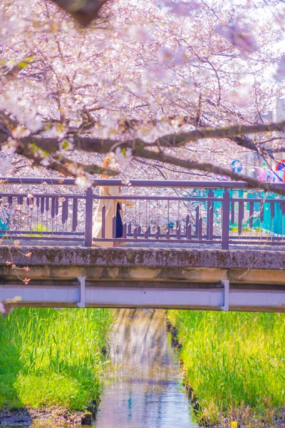 Sumiyoshi Sakura Kirschblüten Entlang Von Yoshi Shibukawa Drehort Kawasaki City — Stockfoto