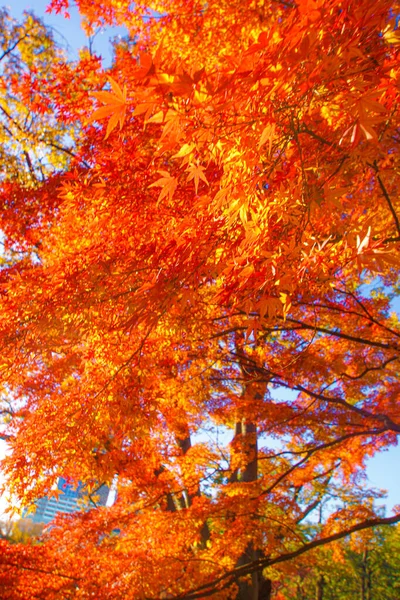 Autumn Leaves Koishikawa Paradise Shooting Location Bunkyo Tokyo — Stock Photo, Image