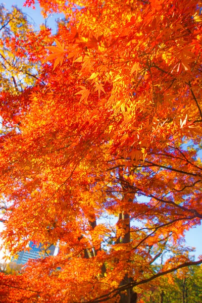 Hojas Otoño Del Paraíso Koishikawa Ubicación Del Disparo Bunkyo Tokyo — Foto de Stock