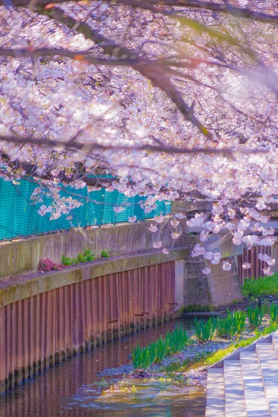 Sumiyoshi Sakura Cseresznyevirág Yoshi Shibukawa Mellett Lövöldözés Helye Kawasaki Város — Stock Fotó