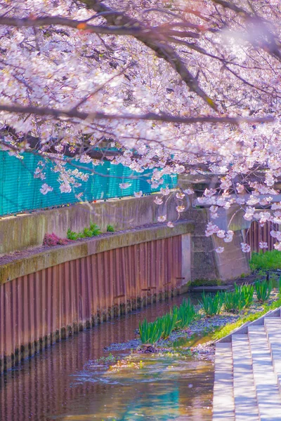 Sumiyoshi Sakura Kirschblüten Entlang Von Yoshi Shibukawa Drehort Kawasaki City — Stockfoto