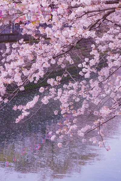 大川プロムナード桜 撮影場所 神奈川県横浜市 — ストック写真