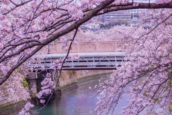 Окава Квітка Сакури Shooting Location Yokohama City Kanagawa Prefecture — стокове фото