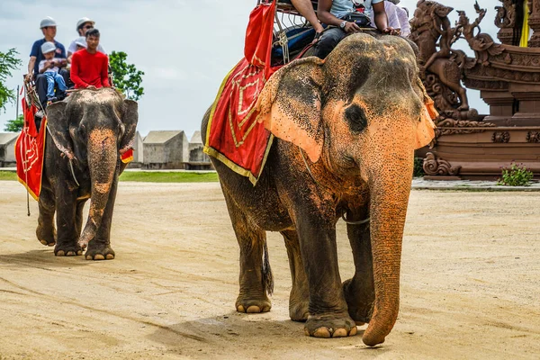 象に乗る人 トゥルース 撮影場所 パタヤ — ストック写真