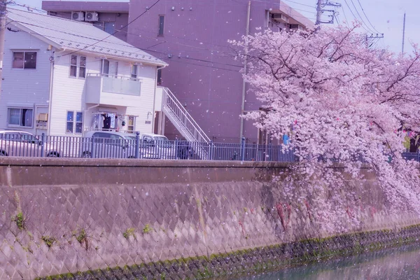Ookawa Sétány Cseresznyevirág Lövöldözés Helye Yokohama City Kanagawa Prefektúra — Stock Fotó