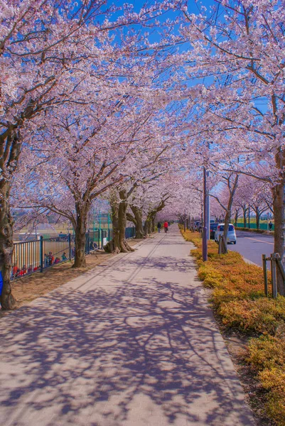 Fuchu City Stadium Street Cherry Blossom Fotografering Plats Tokyo Fuchu — Stockfoto