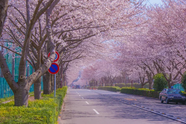Fuchu City Stadium Street Cherry Blossom Místo Střelby Tokyo Fuchu — Stock fotografie