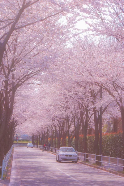 Fuchu City Stadyumu Kiraz Çiçeği Sokağı Çekim Yeri Tokyo Fuchu — Stok fotoğraf