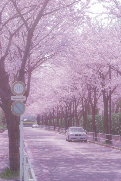 Kibaszott Városi Stadion Street Cherry Blossom Lövöldözés Helye Tokyo Fuchu — Stock Fotó