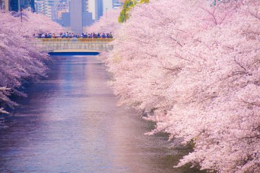 Meguro Nehri 'nde kiraz çiçekleri açar. Çekim yeri: Tokyo Meguro-ku