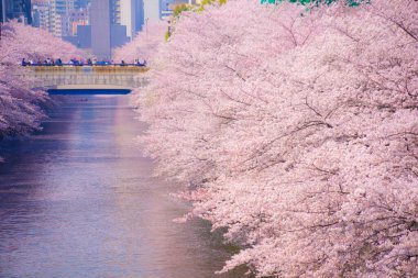 Meguro Nehri 'nde kiraz çiçekleri açar. Çekim yeri: Tokyo Meguro-ku