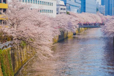 Meguro Nehri 'nde kiraz çiçekleri açar. Çekim yeri: Tokyo Meguro-ku