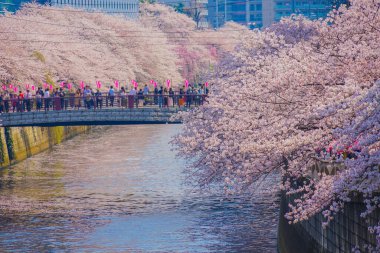 Meguro Nehri 'nde kiraz çiçekleri açar. Çekim yeri: Tokyo Meguro-ku