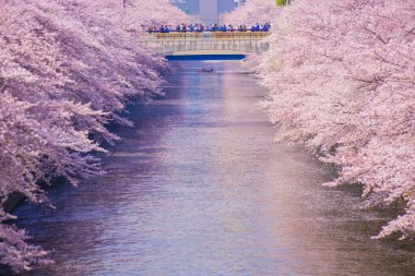 Meguro Nehri 'nde kiraz çiçekleri açar. Çekim yeri: Tokyo Meguro-ku