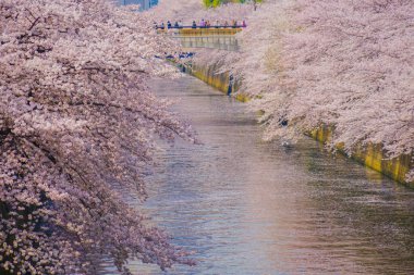 Meguro Nehri 'nde kiraz çiçekleri açar. Çekim yeri: Tokyo Meguro-ku