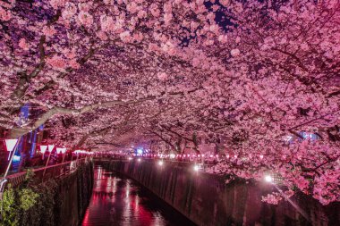 Meguro Nehri Gecesi Sakura (Nakameguro). Çekim yeri: Tokyo Meguro-ku