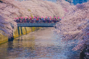 Meguro Nehri 'nde kiraz çiçekleri açar. Çekim yeri: Tokyo Meguro-ku