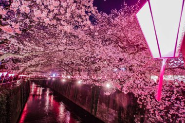 Meguro Nehri Gecesi Sakura (Nakameguro). Çekim yeri: Tokyo Meguro-ku
