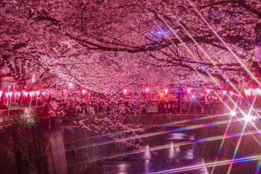 Meguro Nehri Gecesi Sakura (Nakameguro). Çekim yeri: Tokyo Meguro-ku