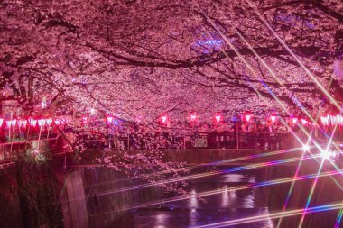 Meguro Nehri Gecesi Sakura (Nakameguro). Çekim yeri: Tokyo Meguro-ku