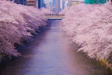 Meguro Nehri 'nde kiraz çiçekleri açar. Çekim yeri: Tokyo Meguro-ku