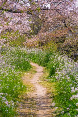 Tama Nehri nehir yatağı kiraz ağaçları. Çekim yeri: Setagaya-ku, Tokyo