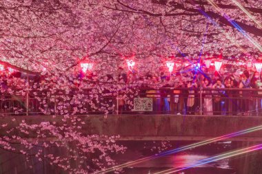 Meguro Nehri Gecesi Sakura (Nakameguro). Çekim yeri: Tokyo Meguro-ku