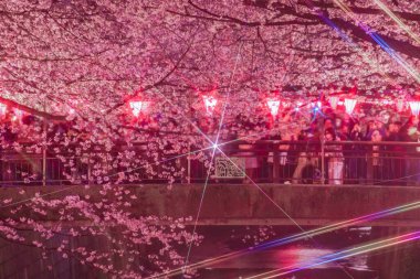 Meguro Nehri Gecesi Sakura (Nakameguro). Çekim yeri: Tokyo Meguro-ku