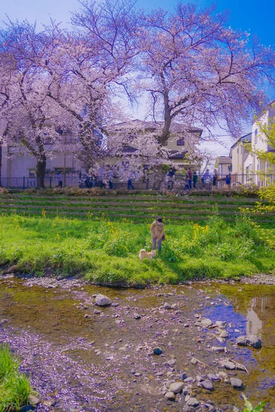 Άνθη Κερασιάς Nogawa Chofu City Τοποθεσία Τόκιο Chofu City — Φωτογραφία Αρχείου