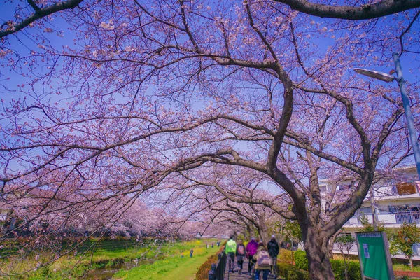 Nogawa Cherry Blossoms Chofu City Shooting Location Tokyo Chofu City — Stock Photo, Image