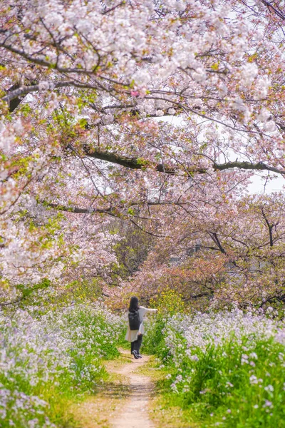 Tama River Rivierbedding Kersenbloesem Bomen Schietplaats Setagaya Tokio — Stockfoto