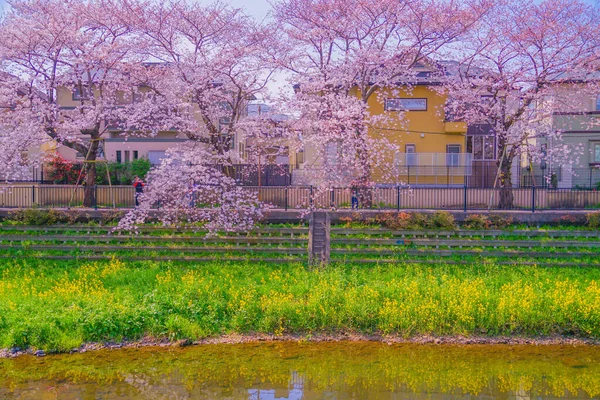 Nogawa Fleurs Cerisier Chofu City Lieu Tournage Tokyo Chofu City — Photo