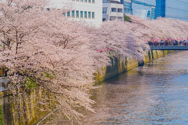 Cherry Blossoms Meguro River Full Bloom Shooting Location Tokyo Meguro — Stock Photo, Image