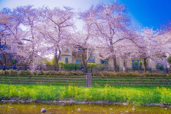 Nogawa Kirschblüten Chofu City Drehort Tokyo Chofu City — Stockfoto