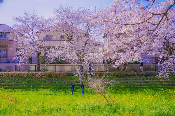 Kwiaty Wiśni Nogawskiej Miasto Chofu Miejsce Fotografowania Tokyo Chofu City — Zdjęcie stockowe