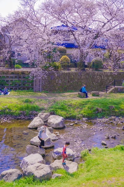 Nogawa Cherry Blossoms Chofu City Shooting Location Tokyo Chofu City — Stock Photo, Image