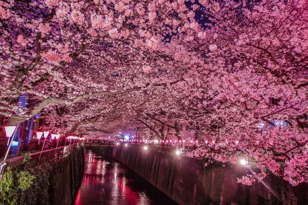 Meguro River Night Sakura Накамегуро Место Съемок Tokyo Meguro — стоковое фото