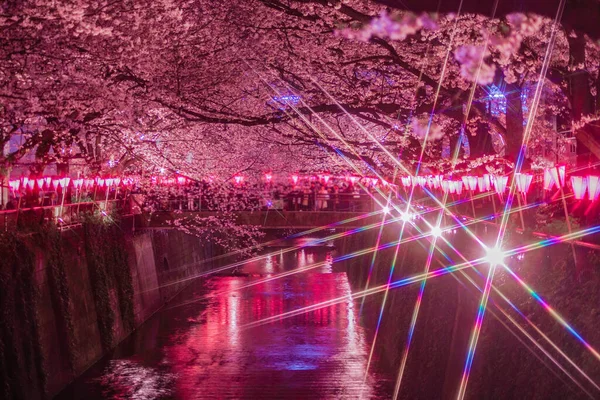 Meguro Nehri Gecesi Sakura (Nakameguro). Çekim yeri: Tokyo Meguro-ku