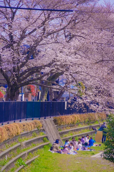 Nogawa Kirschblüten Chofu City Drehort Tokyo Chofu City — Stockfoto