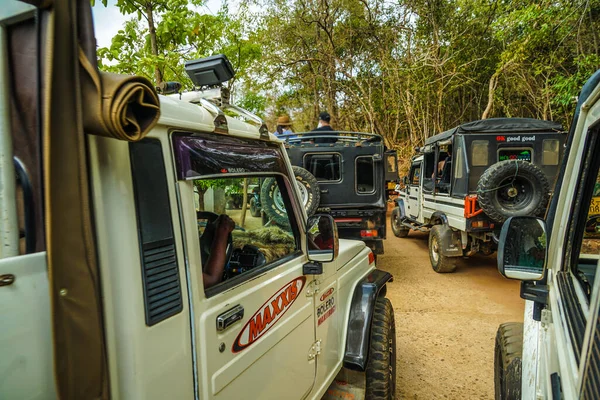 Minneria Ulusal Parkı Nda Jeep Safari Sri Lanka Çekim Konumu — Stok fotoğraf