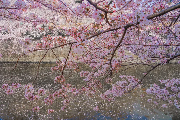 Les Cerisiers Fleurissent Dans Rivière Meguro Pleine Floraison Lieu Tournage — Photo