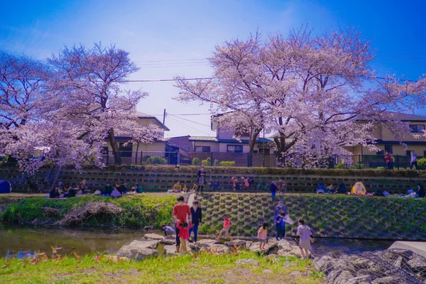 Fiori Ciliegio Nogawa Chofu City Luogo Delle Riprese Tokyo Chofu — Foto Stock