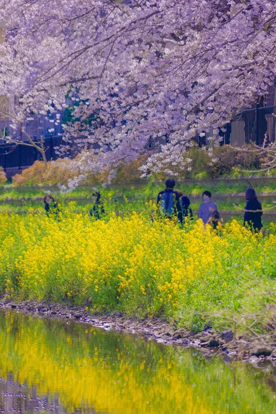 Třešňové Květy Nogawa Chofu City Místo Střelby Tokyo Chofu City — Stock fotografie