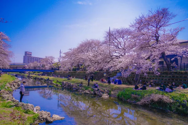 Fiori Ciliegio Nogawa Chofu City Luogo Delle Riprese Tokyo Chofu — Foto Stock