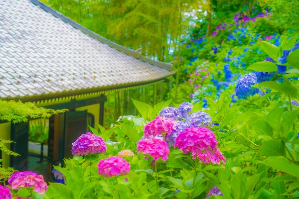 Адзисаи Японский Дом Место Стрельбы Камакура Префектура Канагава — стоковое фото