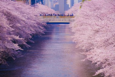 Meguro Nehri 'nde kiraz çiçekleri açar. Çekim yeri: Tokyo Meguro-ku